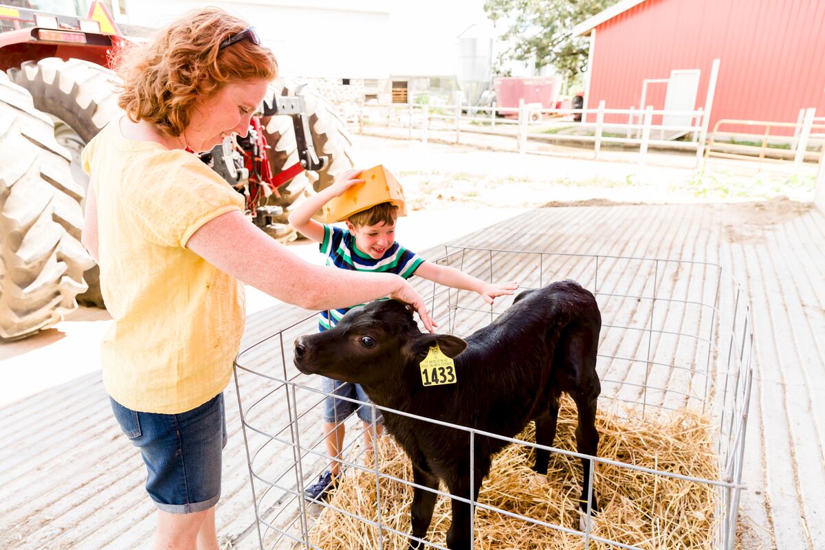 Stefani and Myles petting a cow at a dairy farm in Wisconsin.