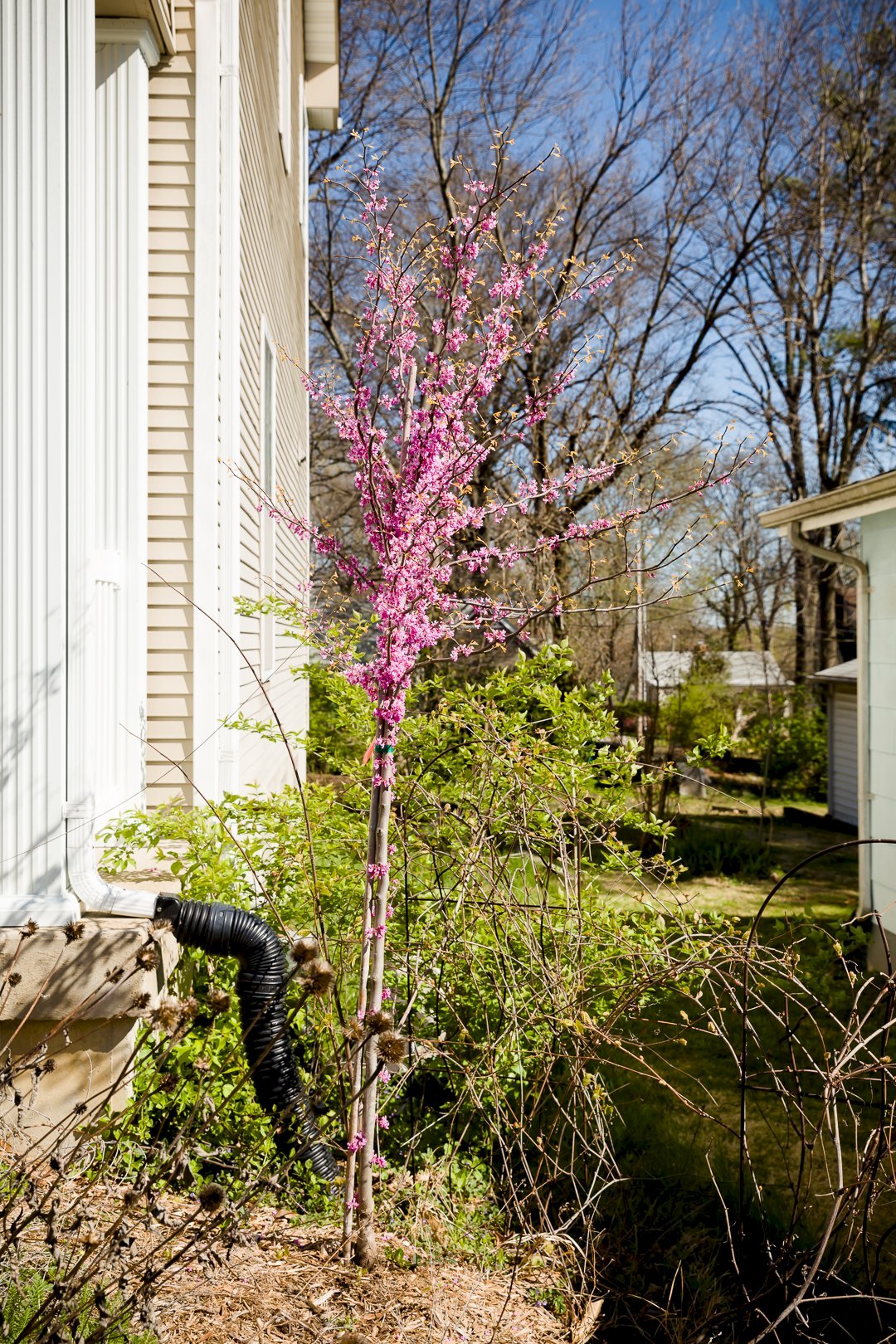 Redbud Tree